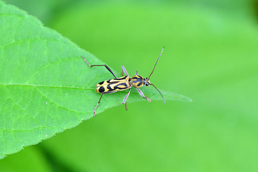 zaki-20140718-taketorakamikiri.jpg