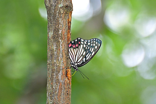 zaki-20140721-akaboshigomadara.jpg