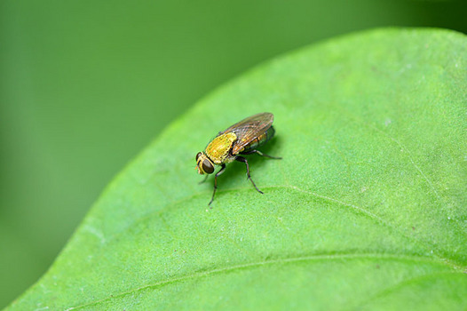 zaki-20140722-midoribae.jpg