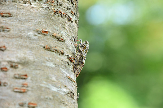 zaki-20140722-niiniizemi.jpg
