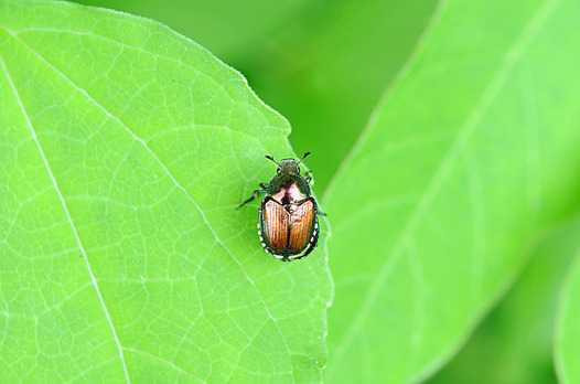 zaki-20140723-mamekogane.jpg