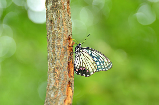 zaki-20140724-akaboshigomadara.jpg