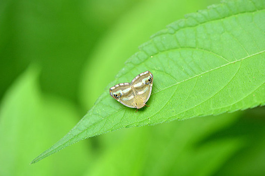 zaki-20140724-bekohagoromo.jpg