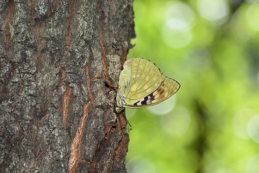 zaki-20140725-oomurasaki.jpg