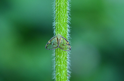 zaki-20140727-sukebahagoromo.jpg