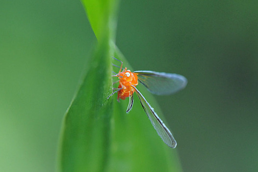zaki-20140801-akahanenagaunka.jpg