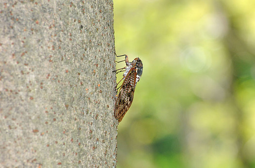 zaki-20140804-aburazemi.jpg