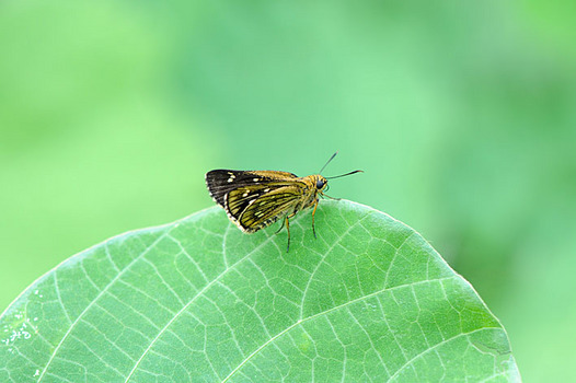 zaki-20140804-kochabaneseseri.jpg