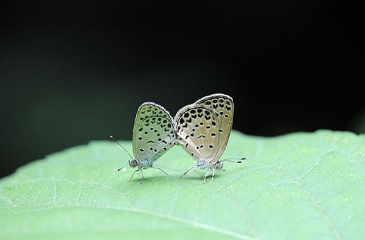 zaki-20140808-yamatoshijimi.jpg