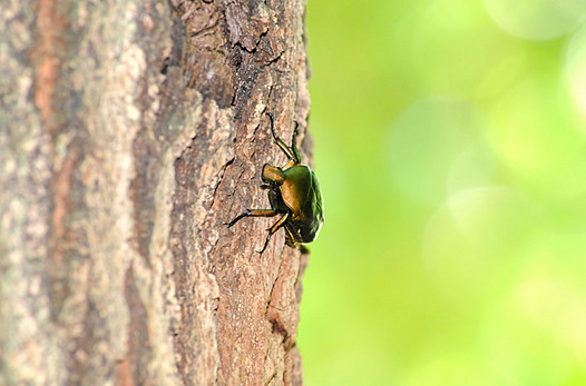 zaki-20140811-kanabun.jpg