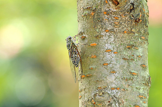 zaki-20140811-tsukutsukuboshi.jpg