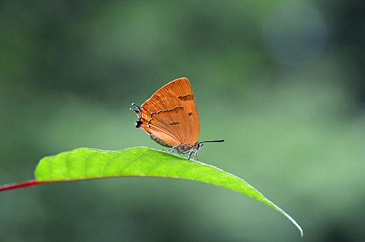 zaki-20140812-mumonakashijimi.jpg