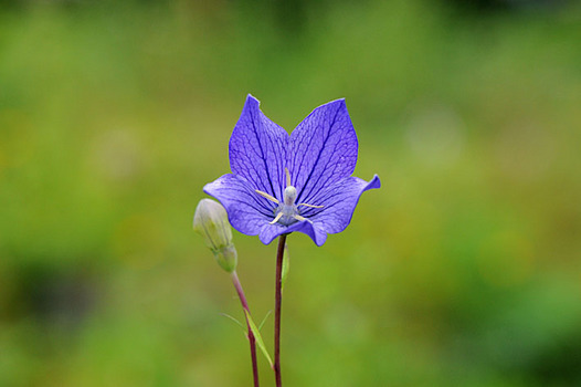 zaki-20140814-kikyo.jpg