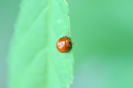 zaki-20140816-ooakamarunomihamushi.jpg