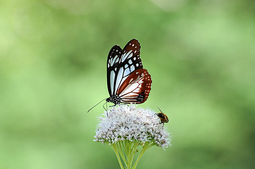 zaki-20140818-asagimadara.jpg