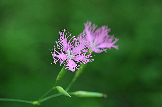 zaki-20140819-kawaranadeshiko.jpg