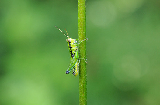 zaki-20140820-kusatsufukibata.jpg