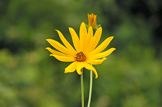 zaki-20140824-kikuimo.jpg