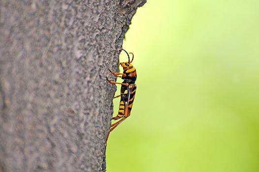 zaki-20140824-torafukamikiri.jpg