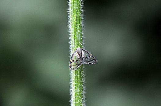 zaki-20140825-sukebahagoromo.jpg