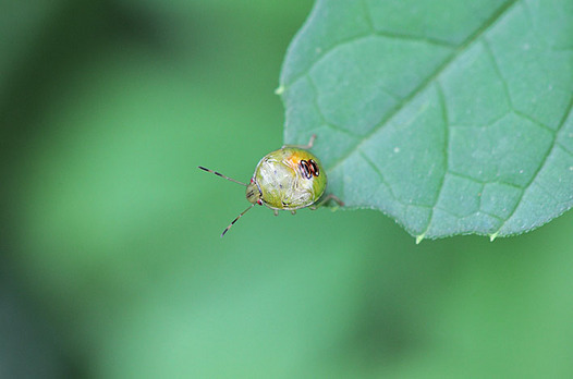 zaki-20140827-chabaneaokamemushi-yochyu.jpg