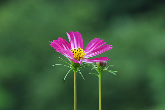 zaki-20140827-kosumosu.jpg