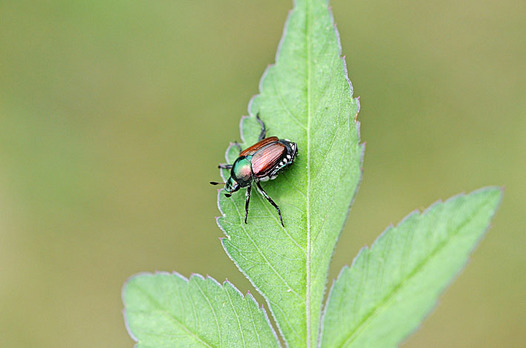zaki-20140829-mamekogane.jpg