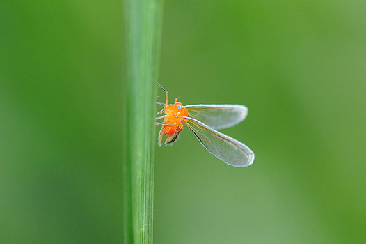 zaki-20140830-akahanenagaunka.jpg
