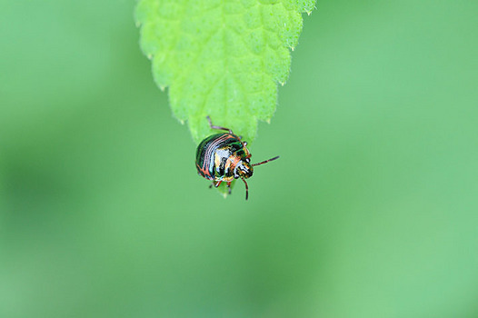 zaki-20140831-akasujikinkamemushi-yochyu.jpg