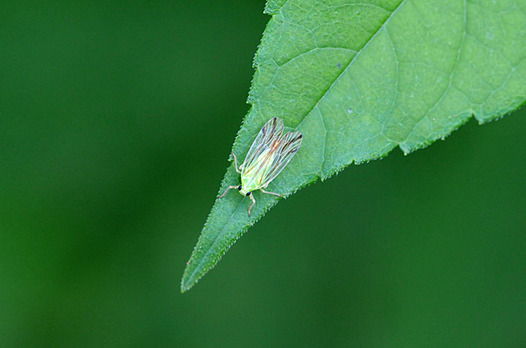 zaki-20140902-tatesujiunka.jpg