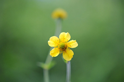 zaki-20140903-daikonso.jpg