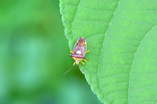 zaki-20140905-esakimonkitsunokamemushi.jpg