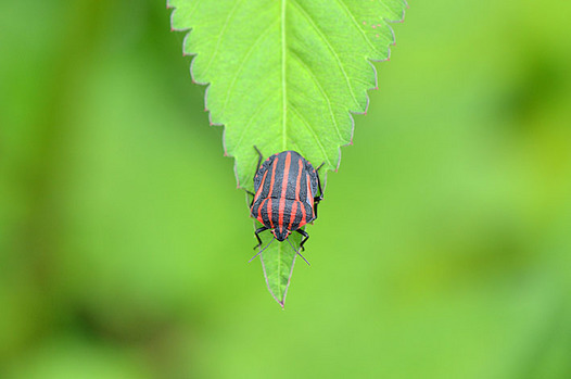zaki-20140908-akasujikamemushi.jpg