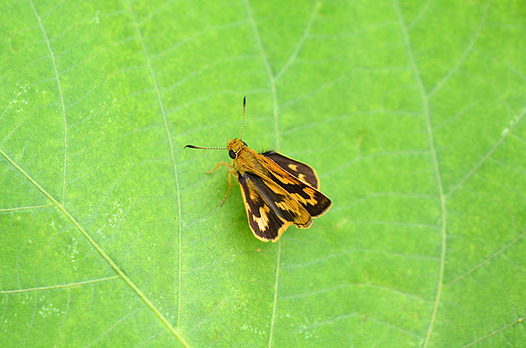 zaki-20140908-kimadaraseseri.jpg