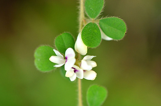 zaki-20140908-nekohagi.jpg