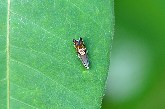 zaki-20140909-yotsusujihimeshinkui.jpg
