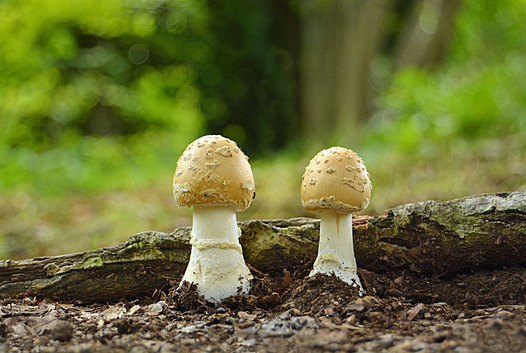 zaki-20140913-usukitengutake.jpg