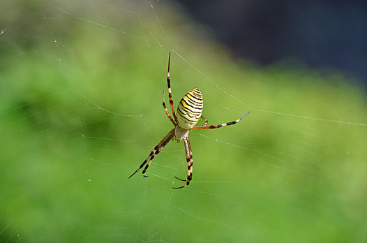 zaki-20140914-nagakoganegumo.jpg
