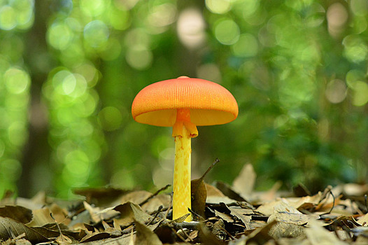 zaki-20140914-tamagotake.jpg