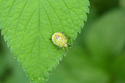 zaki-20140917-aokusakamemushi-yochyu.jpg