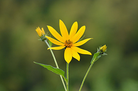zaki-20140917-kikuimo.jpg