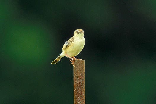 zaki-20140917-seka.jpg