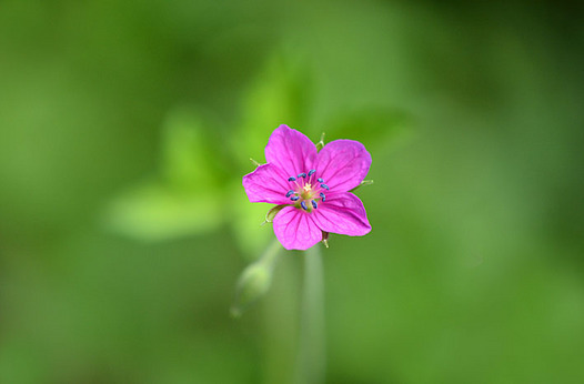 zaki-20140918-gennoshoko.jpg