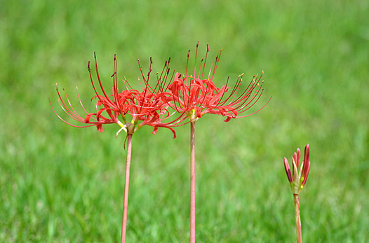 zaki-20140918-higanbana.jpg