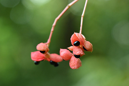 zaki-20140920-gonzui-mi.jpg