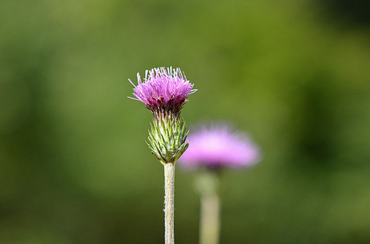 zaki-20140921-noharaazami.jpg