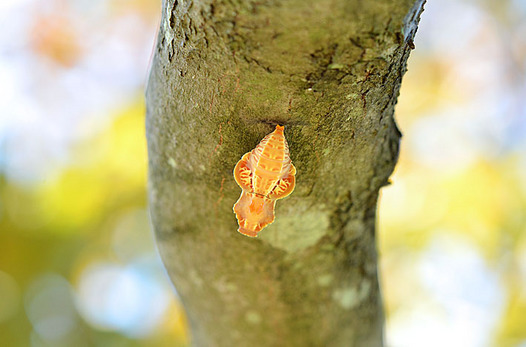 zaki-20140922-jakoageha-sanagi.jpg