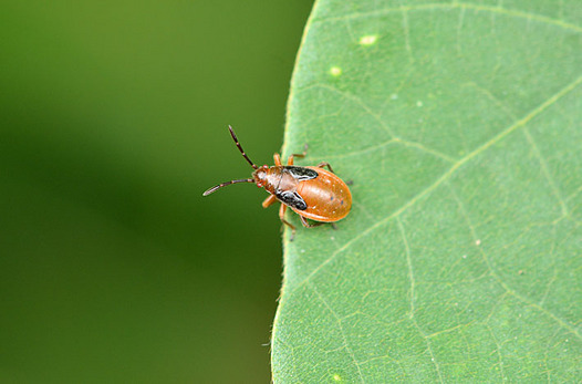 zaki-20140924-jyujinagakamemushi-yochyu.jpg