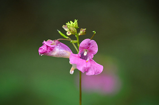 zaki-20140924-tsurifuneso.jpg
