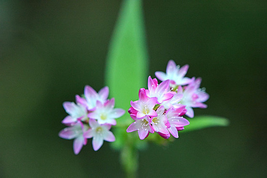 zaki-20140926-mizosoba.jpg